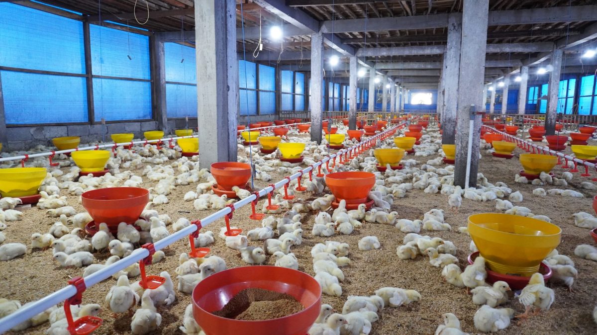 Panduan Sukses Memulai Bisnis Ayam Broiler